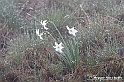 VBS_1209 - Fioritura narcisi a Castelnuovo Nigra 2023